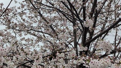 Kusunoki Park 사진 2