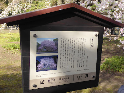 The Great Mother Weeper Cherry Tree 사진 3