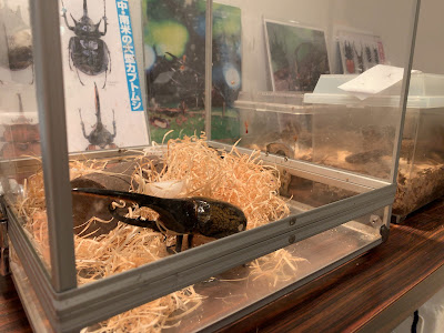 Fabre Insect Museum 사진 4