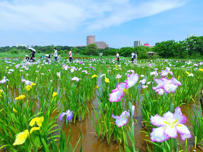 Koiwa Shobu Garden 사진 4