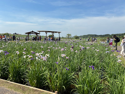 Koiwa Shobu Garden 사진 5
