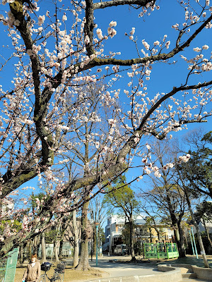 Koiwa Forest Park 사진 5