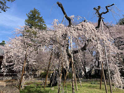 Fusehime-Zakura Cherry Blossom Tree 사진 3