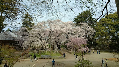 Fusehime-Zakura Cherry Blossom Tree 사진 2