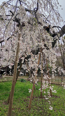 Fusehime-Zakura Cherry Blossom Tree 사진 5