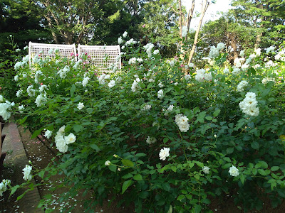Suwada Park Rose Garden 사진 2