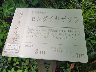 ねりまの名木 牧野博士のセンダイヤザクラ 사진 4