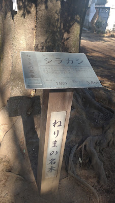 Nerima City Famed Shirakashi tree at Wada Inari Shrine 사진 3