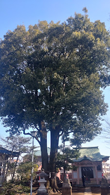 Nerima City Famed Shirakashi tree at Wada Inari Shrine 사진 2