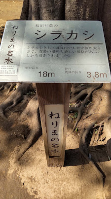 Nerima City Famed Shirakashi tree at Wada Inari Shrine 사진 4