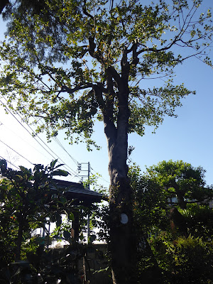 ねりまの名木 御嶽神社のサカキ 사진 4