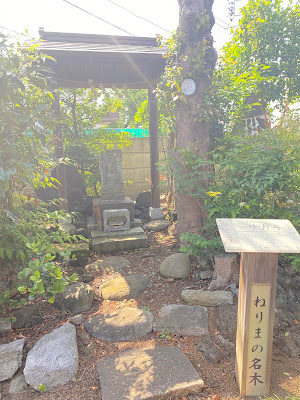 ねりまの名木 御嶽神社のサカキ 사진 2