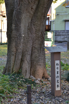 ねりまの名木 春日神社のエノキ 사진 3