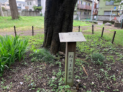ねりまの名木 春日神社のエノキ 사진 2