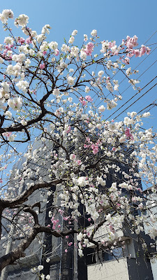 Kumanocho Park 사진 4