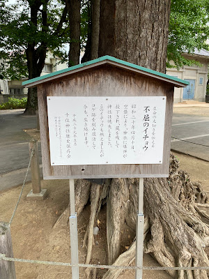 不屈のイチョウ 사진 2