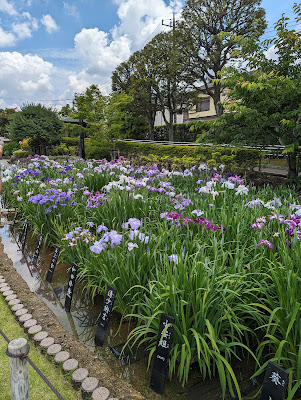 紅花車輪梅(堀切菖蒲園) 사진 3
