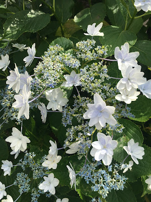Hydrangea Road 사진 3