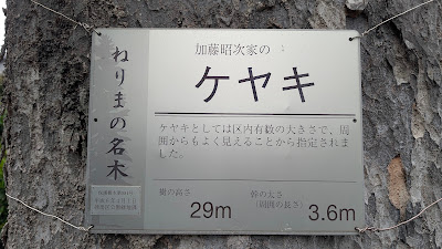 加藤昭次家のケヤキ 사진 2