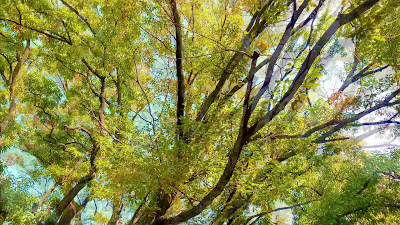 ねりまの名木 四季の香公園のコナラ 사진 2