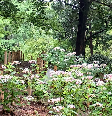 ねりまの名木 四季の香公園のコナラ 사진 3