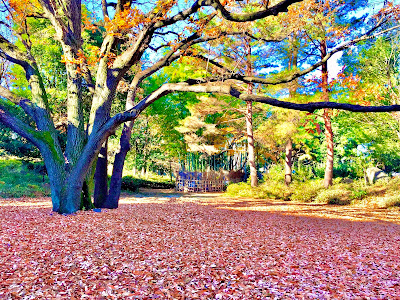 ねりまの名木 四季の香公園のコナラ 사진 5