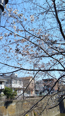 向屋敷橋の桜 사진 4