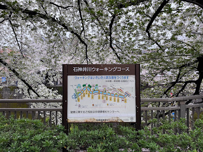 向屋敷橋の桜 사진 3