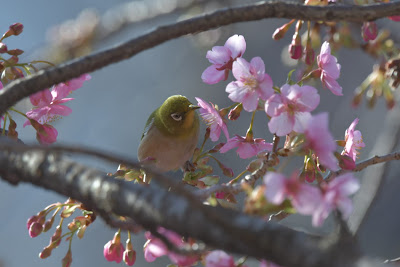 中板橋の河津桜 사진 4