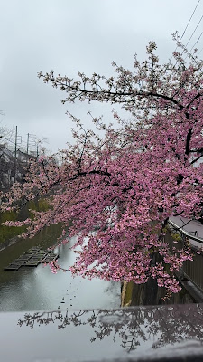 中板橋の河津桜 사진 2