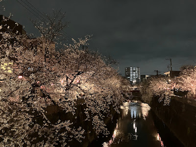 中板橋の河津桜 사진 3
