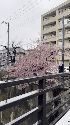 中板橋の河津桜 사진 5