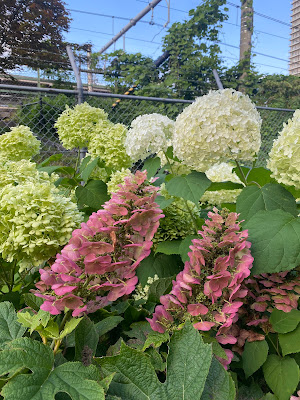Hydrangea Road 사진 4