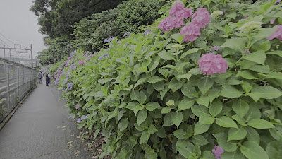 Hydrangea Road 사진 2