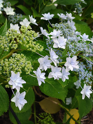 Hydrangea Road 사진 5