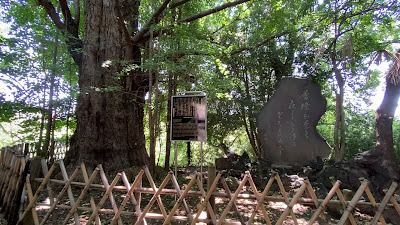 Gingko tree of Oji Jinja Shrine 사진 2