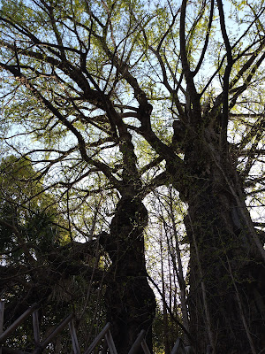 Gingko tree of Oji Jinja Shrine 사진 3