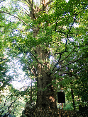 Gingko tree of Oji Jinja Shrine 사진 5