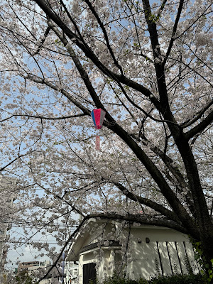 飛鳥山公園 多目的広場 사진 4