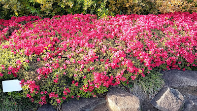 Shibamata Park 사진 2