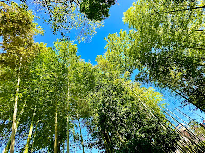 Nerima Kuritsu Kazenooka Park 사진 3