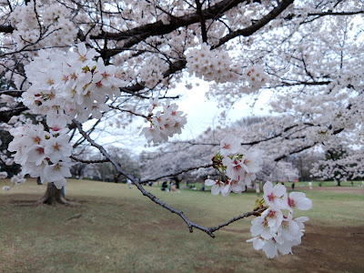 Open Lawn Space, Hikarigaoka Park 사진 5