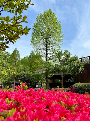 四季の香公園 マグノリア園 사진 3