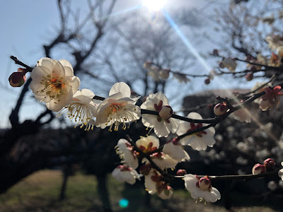 うめのき憩いの森 사진 2