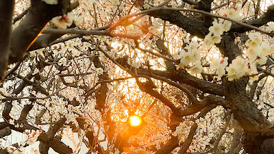 うめのき憩いの森 사진 4