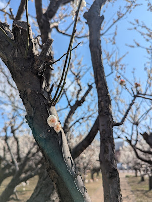うめのき憩いの森 사진 5
