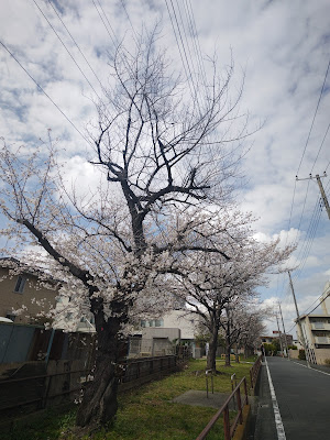 ワシントンからの里帰り桜 사진 3