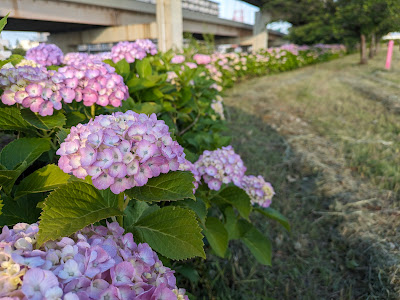 Arakawa Kohokubashi Ryokuchi Park 사진 4