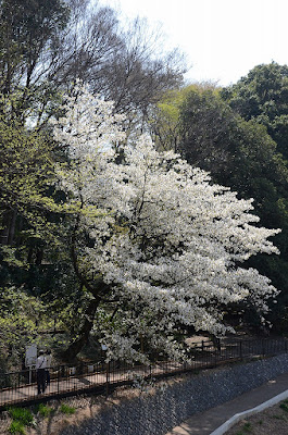 妙音沢旗桜 사진 2