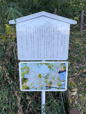 妙音沢旗桜 사진 4